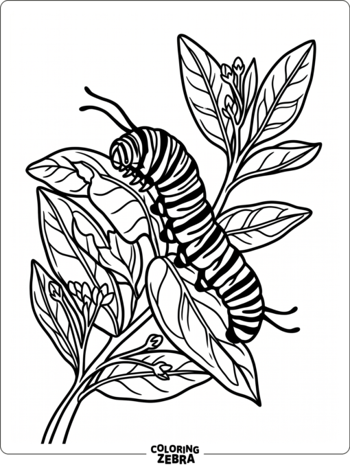 A monarch caterpillar on milkweed leaves