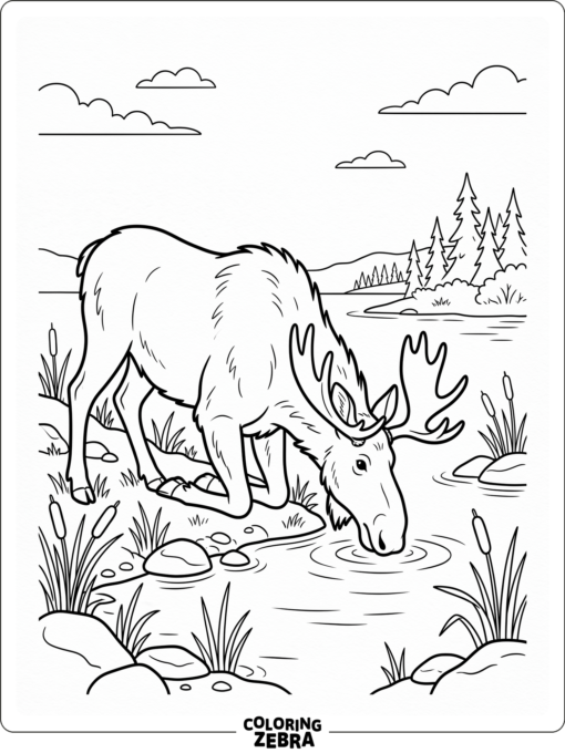 A moose by a lake with reeds and rocks