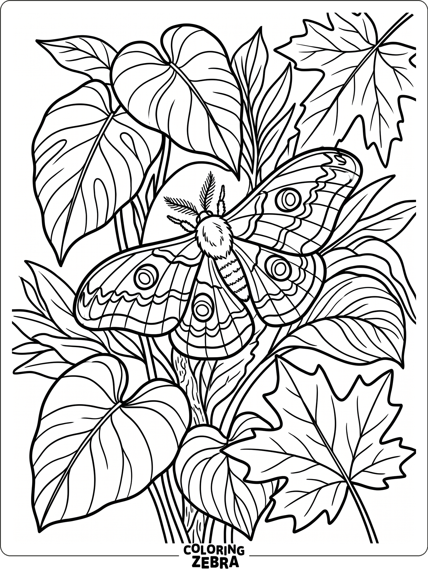 35 Free Moth Coloring Pages - Printable PDF Sheets