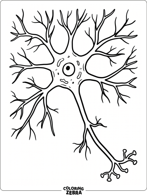 Una neurona con dendritas ramificadas