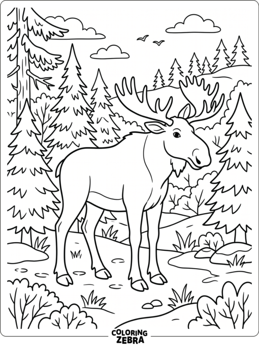 A moose in a northern forest with spruce trees