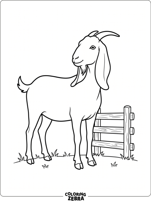 A Nubian goat with long droopy ears