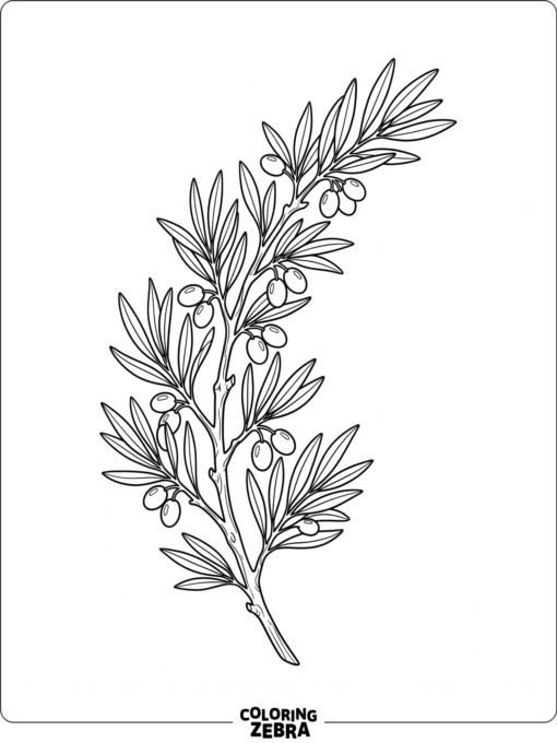An olive branch with narrow leaves and olives