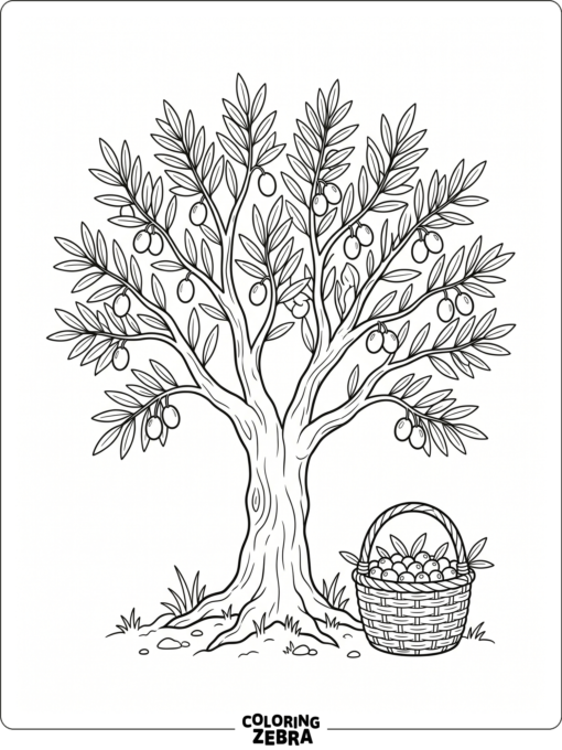 A slender olive tree with a basket of olives underneath