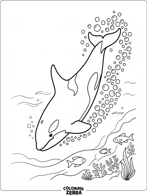 An orca diving downward with bubbles