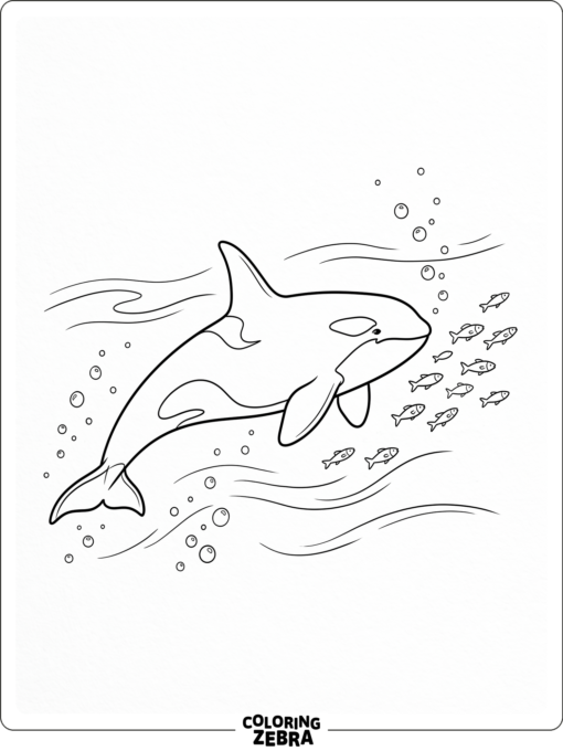 An orca swimming after fish in open water