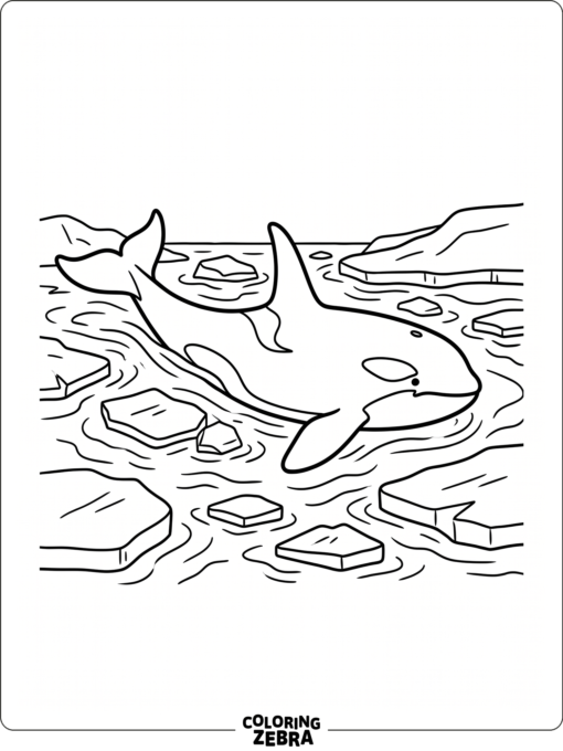 An orca in arctic waters with ice nearby