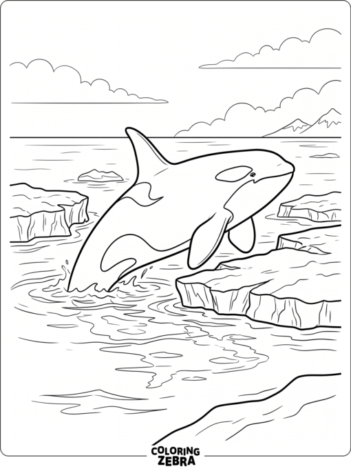 An orca swimming near floating ice