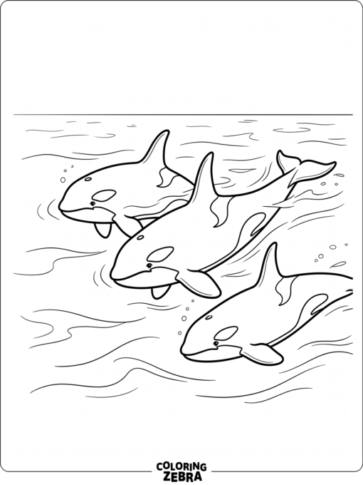 A pod of orcas swimming together