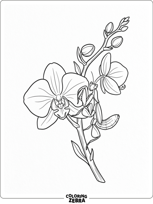 An orchid mantis resting on a flower stem