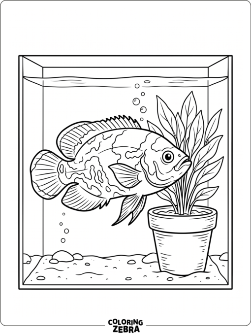 An oscar fish in a home aquarium