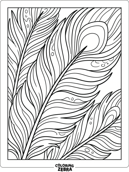 A close view of ostrich feathers with curved shapes and soft lines