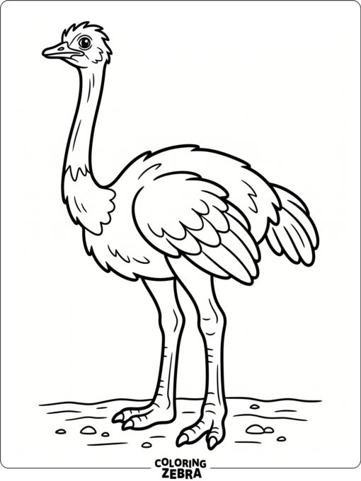 A standing ostrich with long legs and a straight posture
