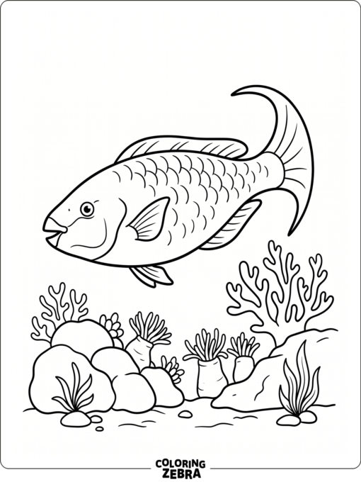 A parrot fish swimming over coral with a curved tail
