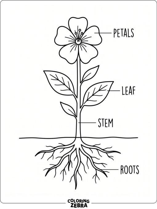A flower diagram with petals, stem, leaves, and roots