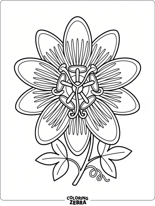 A passion flower with layered petals and a curling center