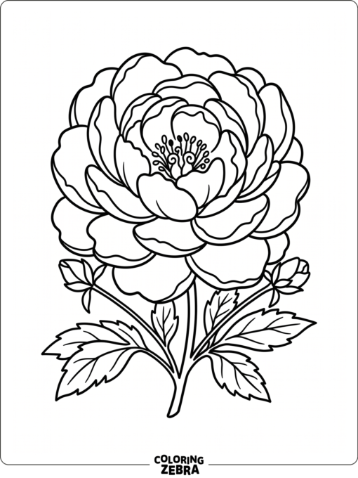 A peony flower with layered petals and leaves