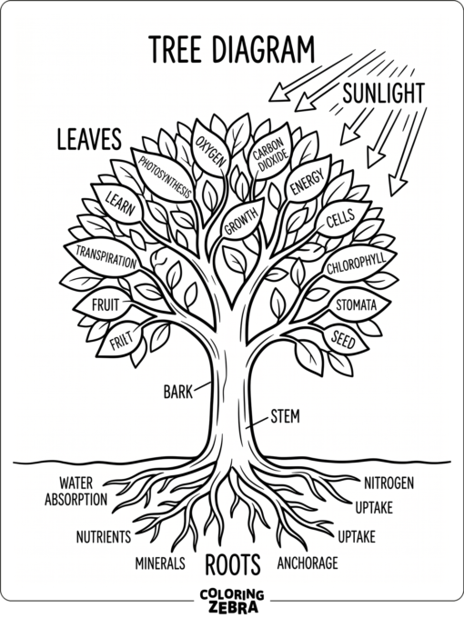 A tree diagram showing leaves, roots, and sunlight arrows
