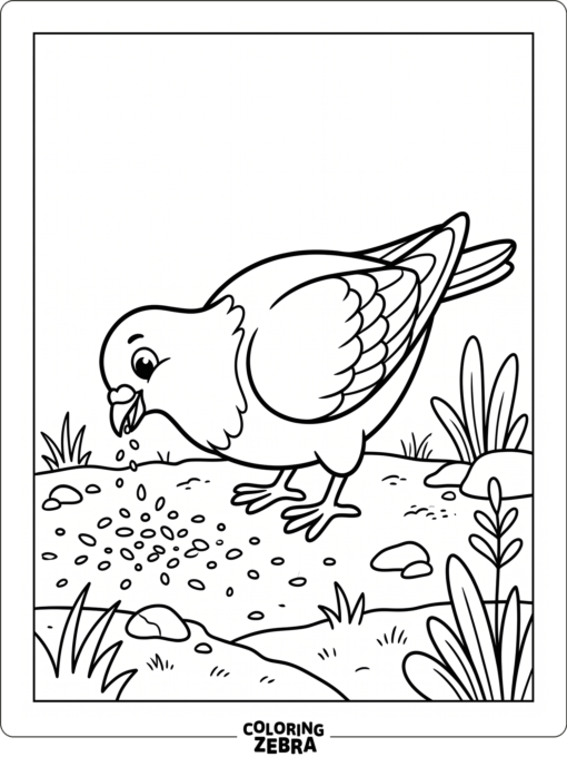 A pigeon pecking at seeds on the ground