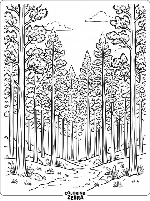 A pine forest with tall trunks and clustered branches
