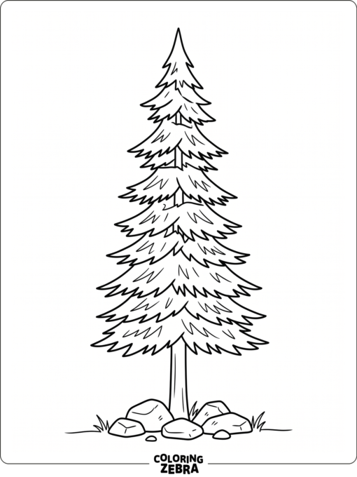 A tall pine tree with layered branches and rocks