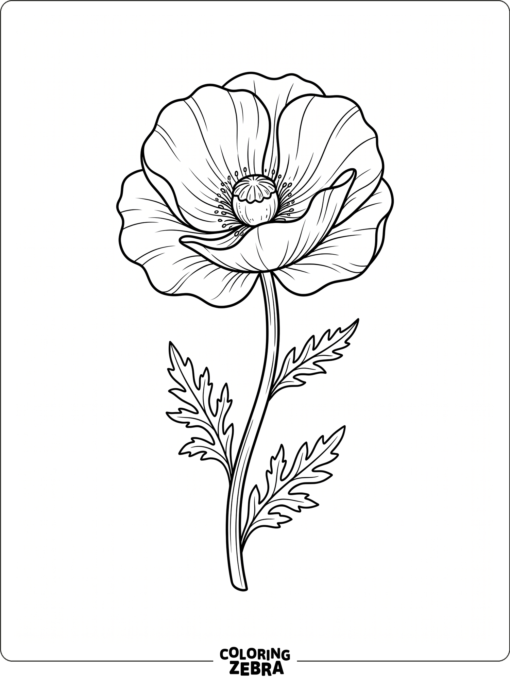 A poppy flower with a round center and petals