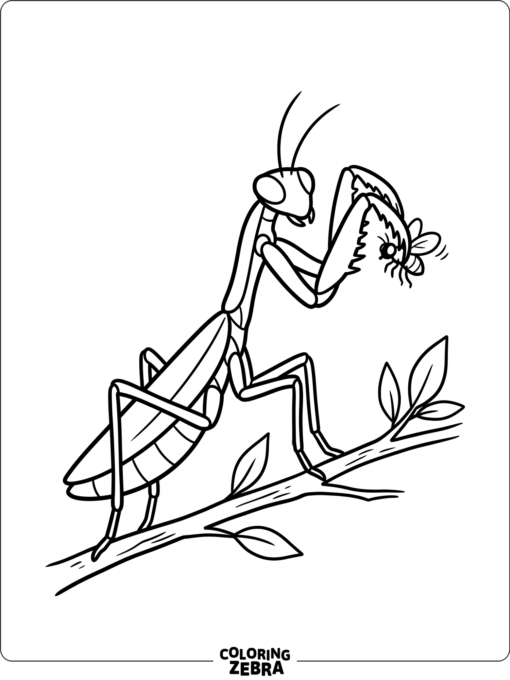 A praying mantis catching a fly with its front legs