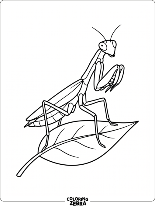 A praying mantis with folded legs on a leaf