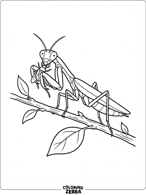 A praying mantis eating a small insect on a stem