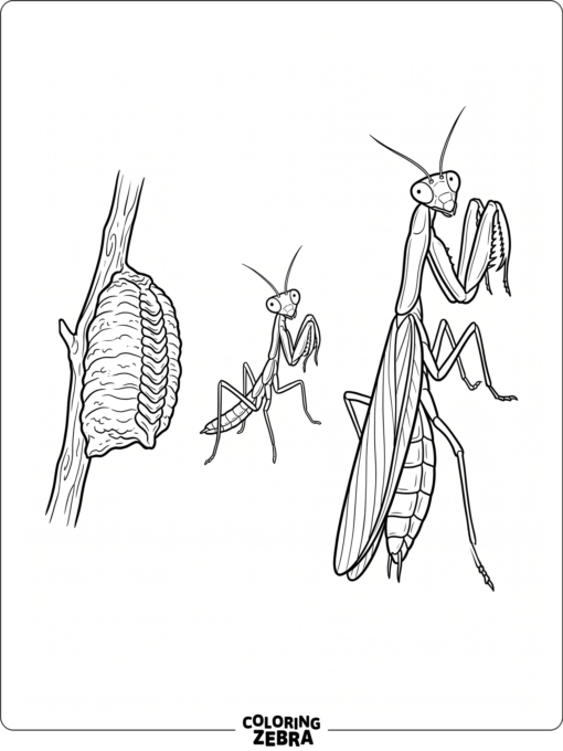 A praying mantis life cycle sequence