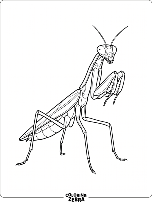 A praying mantis in clean outline form