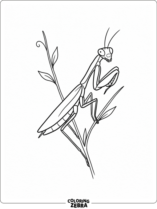A praying mantis sketch on a stem