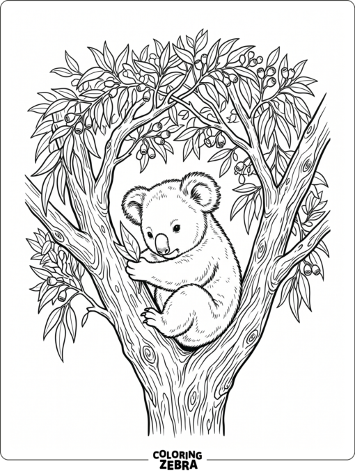 A baby koala resting in a tree fork