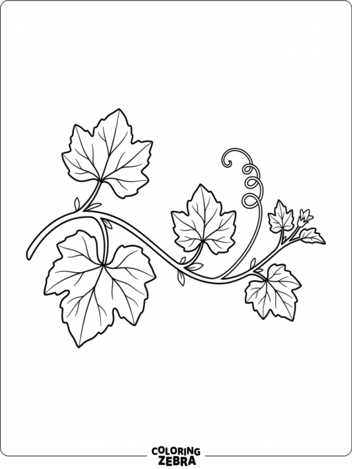 A pumpkin vine with broad leaves