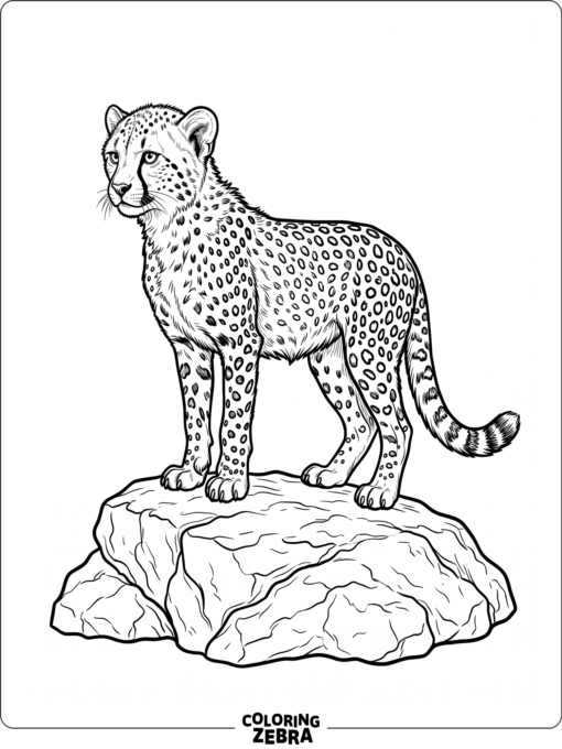 A realistic cheetah cub standing on a rock