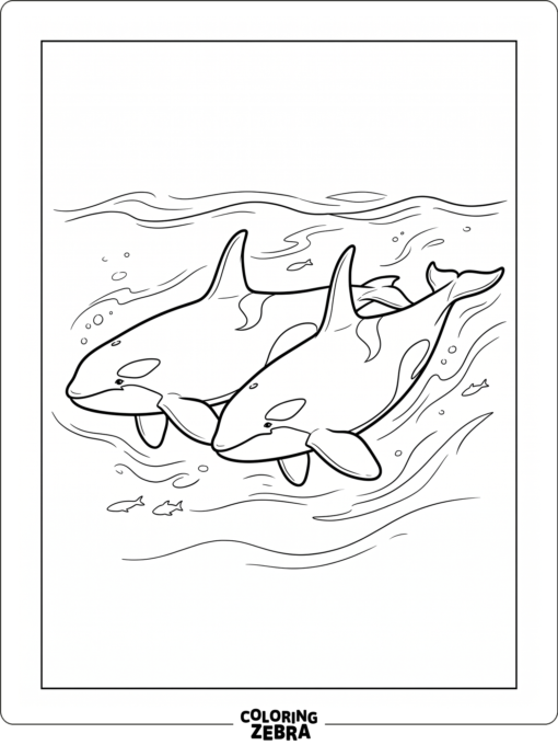 Two realistic orcas swimming together