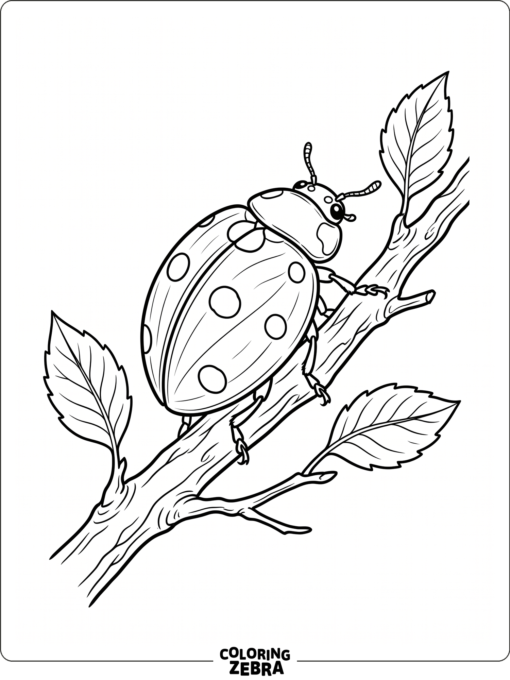 A detailed ladybug with wing lines on a twig