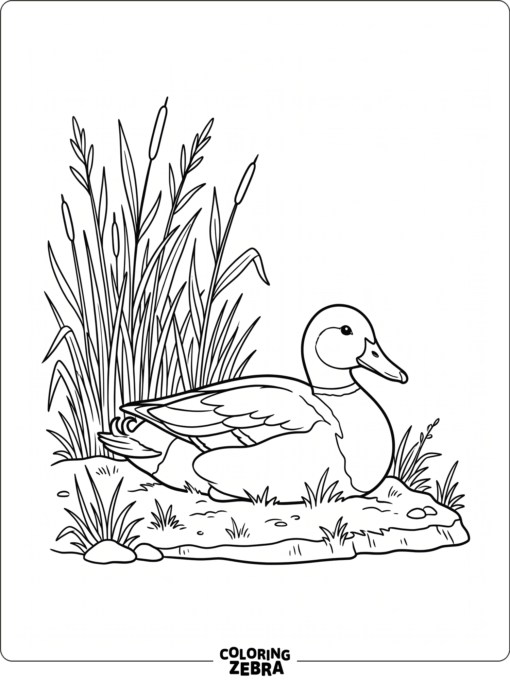 A realistic mallard duck on the shore