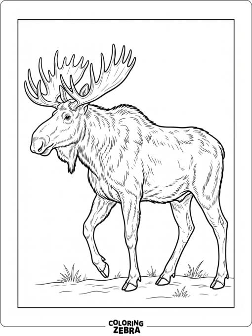A realistic moose standing in profile with tall antlers