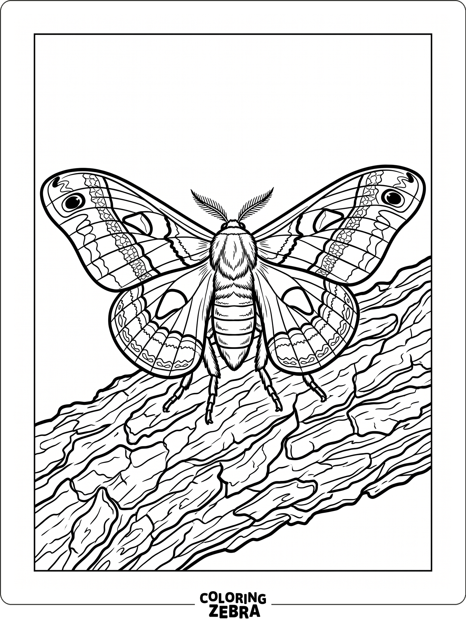 35 Free Moth Coloring Pages - Printable PDF Sheets