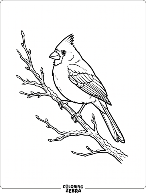 A red cardinal perched on a bare winter branch