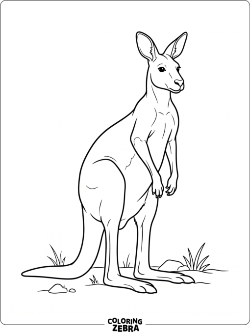 A red kangaroo standing tall in a simple open scene