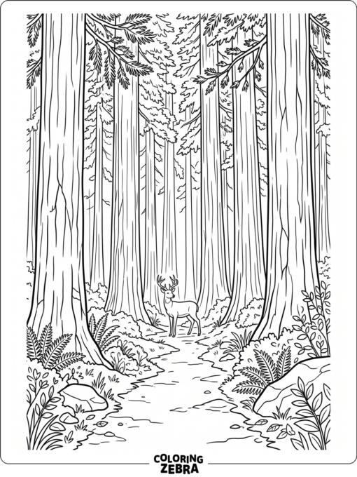 Tall redwood trees with a deer on a path