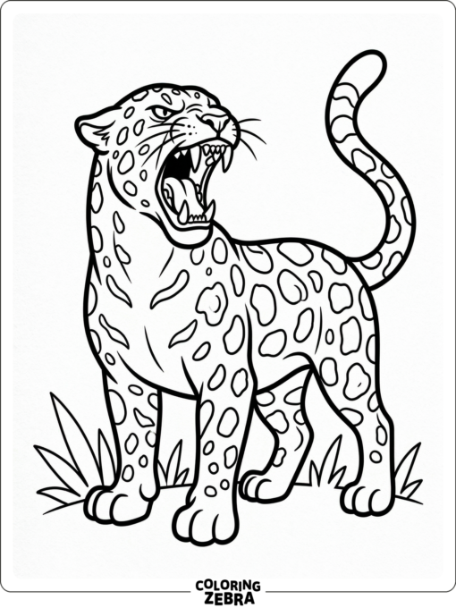 A roaring jaguar with mouth open