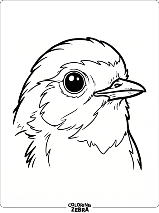 A close-up robin face with a round eye