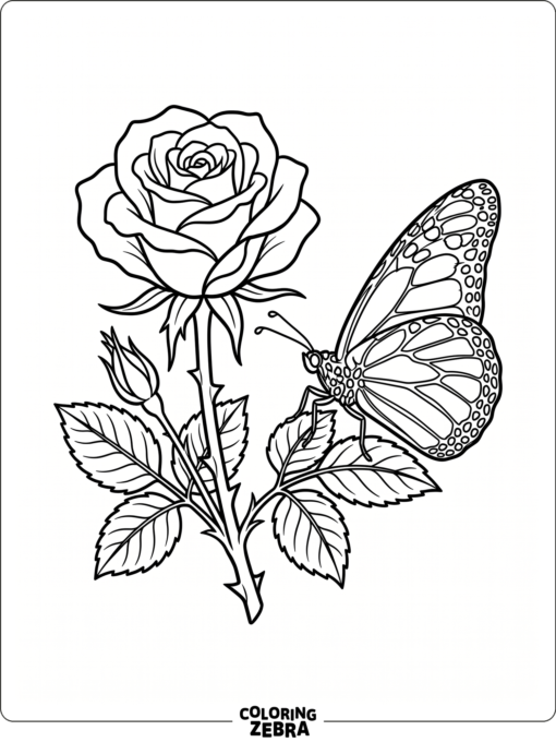 A butterfly near a rose bloom