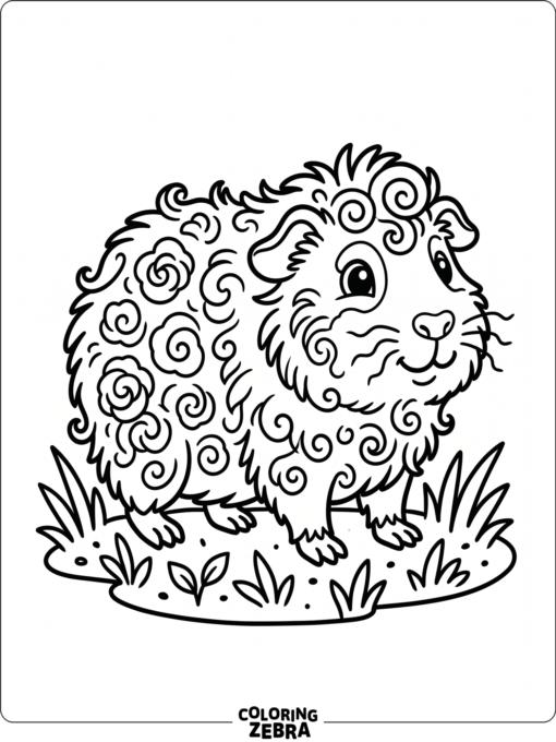 A rosette guinea pig standing on grass