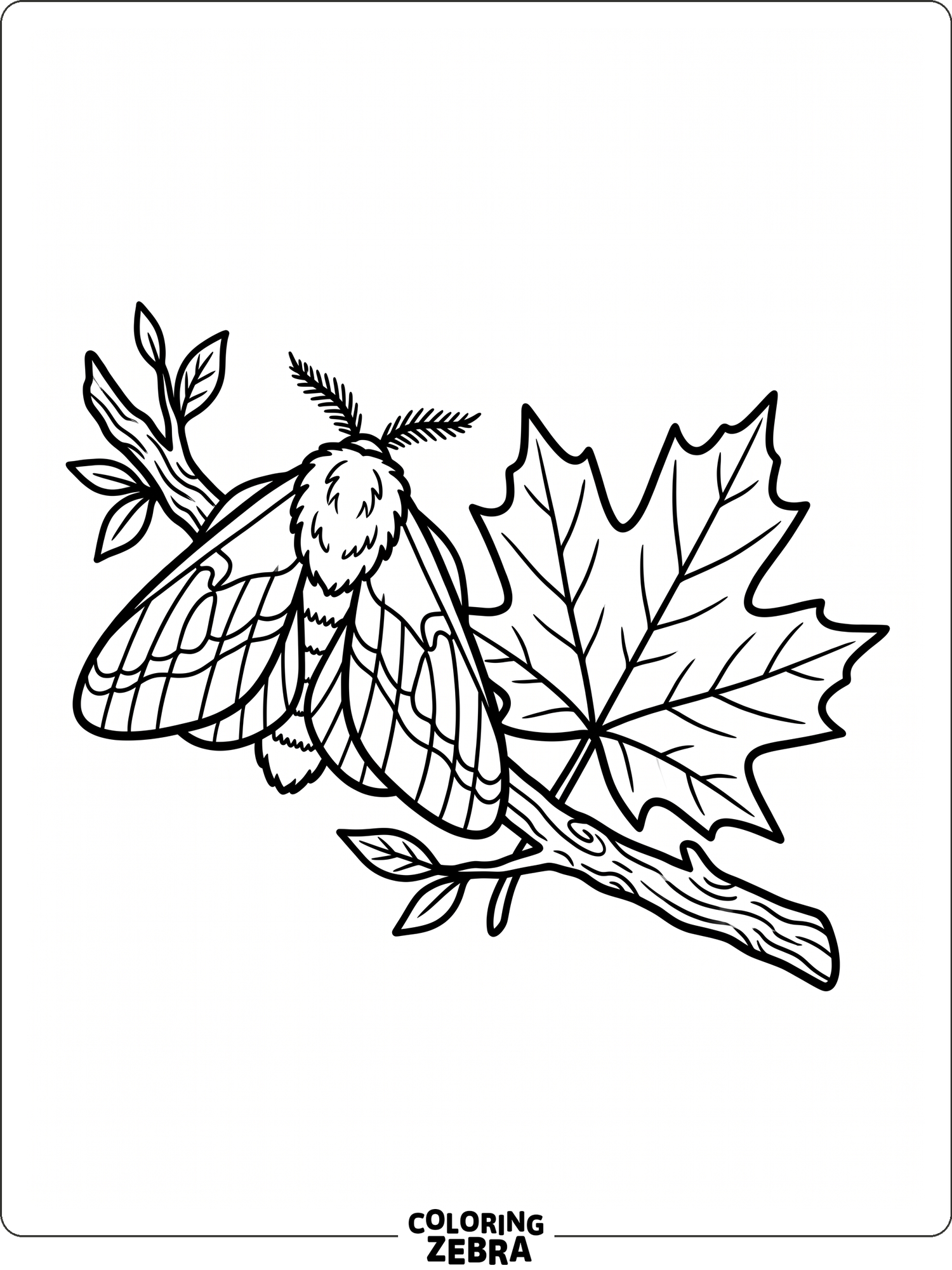 Key Moth Colouring 35 Free Moth Coloring Pages - Printable PDF Sheets