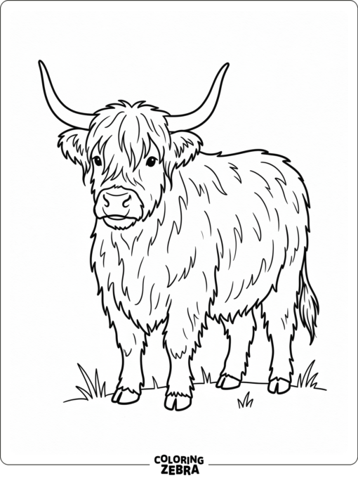 A shaggy Highland cow with long hair and curved horns