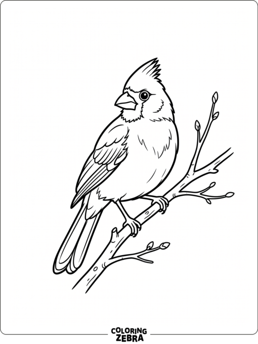 A simple cardinal sitting on a branch